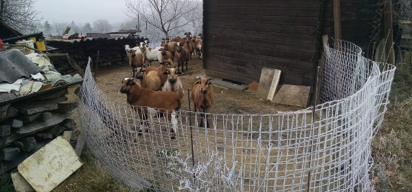Annoying goats